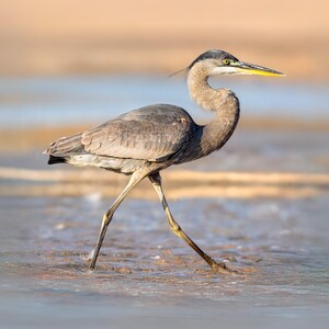 Great Blue Heron, Wildlife Photography Print, Bird Photography Print, Beach Bird