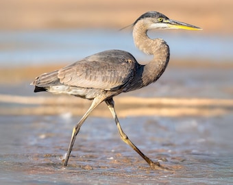 Blauwe reiger, natuurfotografieprint, vogelfotografieprint, strandvogel