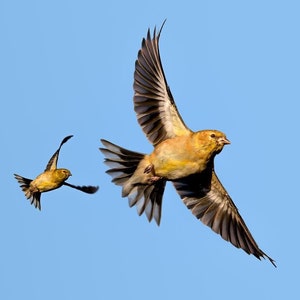 Puede incluir: Una bandada de pájaros amarillos volando en formación contra un cielo azul. Los pájaros vuelan en línea curva, con el pájaro líder en la parte superior de la curva y el último pájaro en la parte inferior.