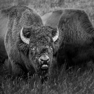 Bizon, Yellowstone National Park, natuurfotografieprint, Kings Of Yellowstone