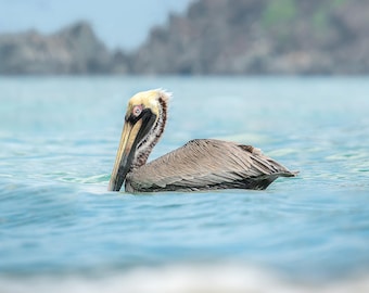 Pelican On Water, Wildlife Photography Print, Bird Photography Print, Pelican At Sea