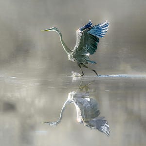 Great Blue Heron, Wildlife Photography Print, Bird Photography Print, Heron Reflections On Water