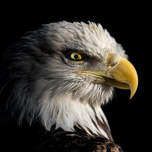 Aquila calva, stampa di fotografia naturalistica, stampa di fotografia di uccelli, il pescatore