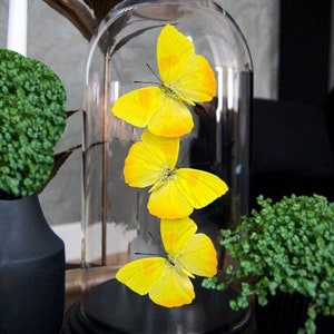Real butterflies under dome phoebis philea limited edition