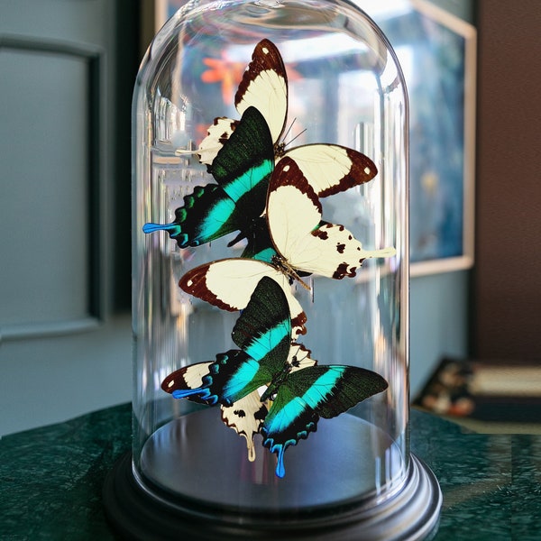 Real papilio butterflies under dome mixed limited edition