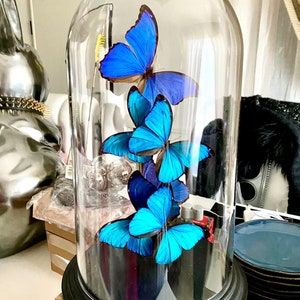 Blue butterflies under large dome real morpho didius and menelaus limited edition