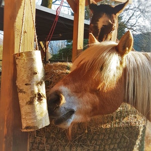 Könnte beinhalten: Ein braunes und weißes Pferd mit blonder Mähne und Schweif frisst Heu aus einem Heufutterautomaten. Ein zweites Pferd mit schwarzem und weißem Fell ist im Hintergrund zu sehen.