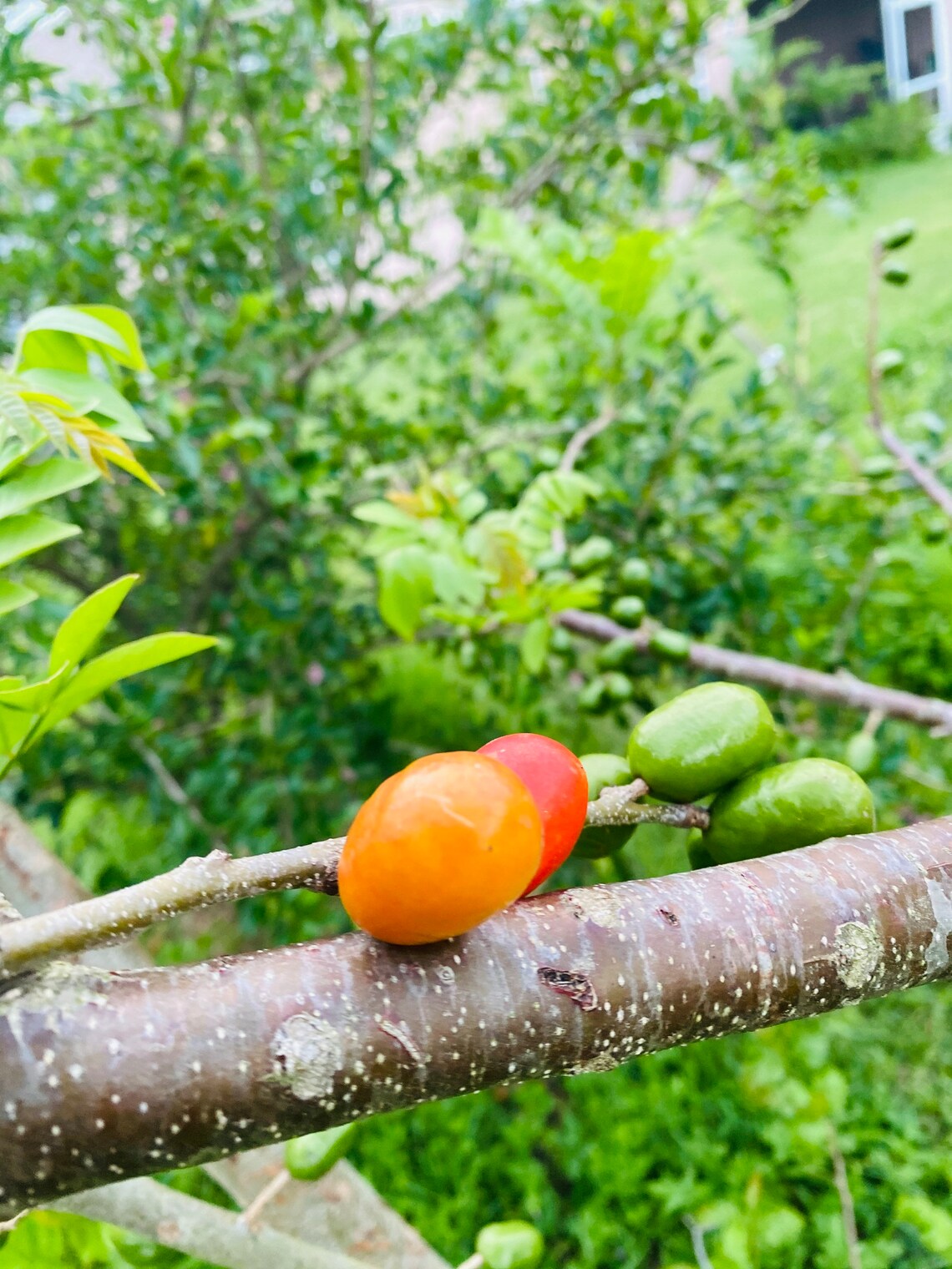 Jocote Plum Tree Cuttings (spondias Purpurea) - Etsy