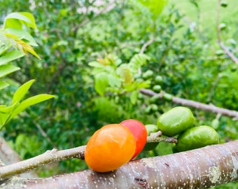 cuttings of The Jocote plum tree or Spanish plum, hog plum, Spondias purpurea, red mombin - cutting taken fresh upon order.