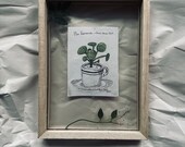 Pilea Peperomioides - Chinese Money Plant