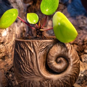May include: A small houseplant with bright green, circular leaves and reddish stems, planted in a decorative brown ceramic pot. The pot has a spiral design and textured surface. The plant pot is a stylish addition to any home.