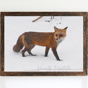 Fox Wall Art, Red Fox, Fox In Snow, Orange Fox, Winter Fox, Wild Fox, Fox Photography, Winter Animal Photography, Wild Fox Wall Art