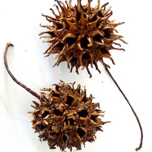 May include: Two brown, dried, spiky seed pods with a star-shaped pattern. The seed pods are on a white background.
