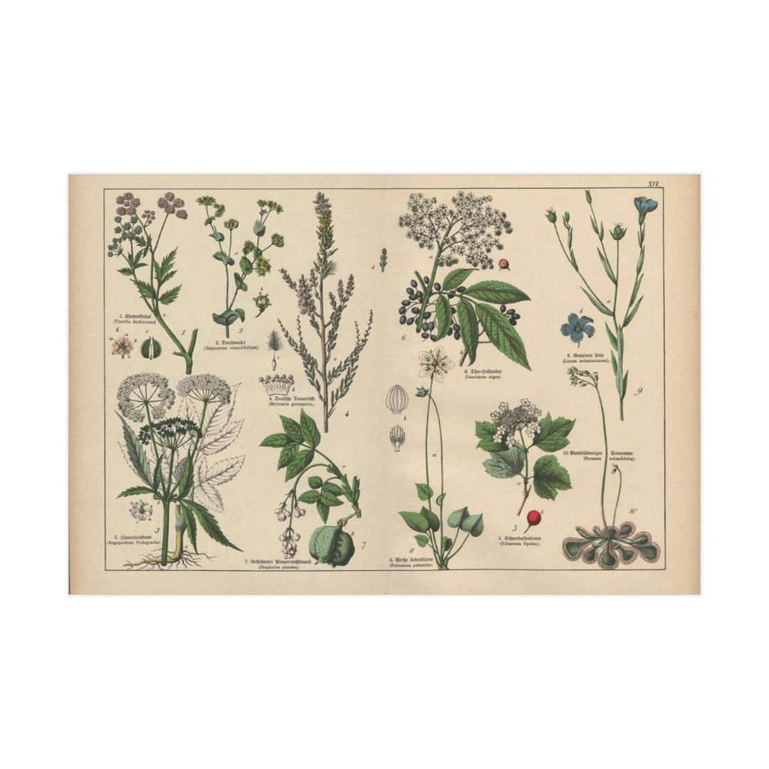 Vintage Botanics Wall Art Unframed Print Etsy