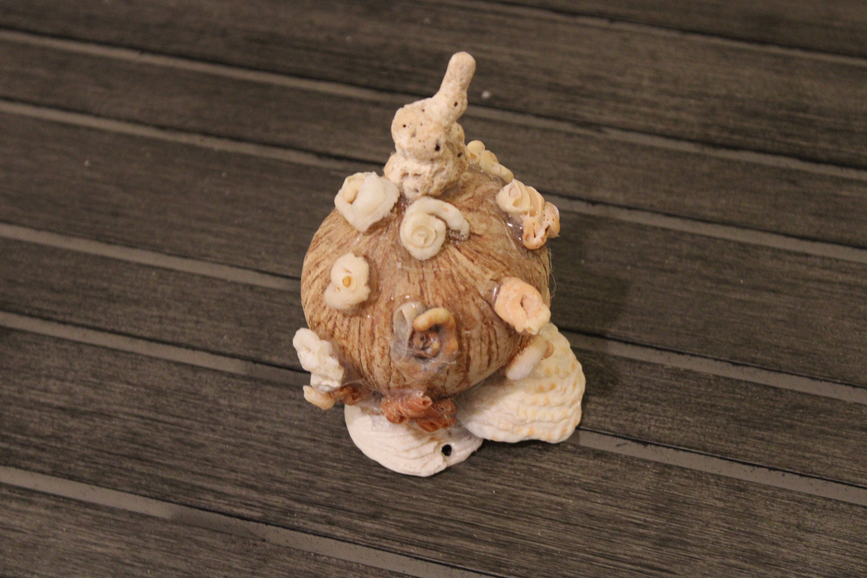 Coconut With Shells Centerpiece Etsy