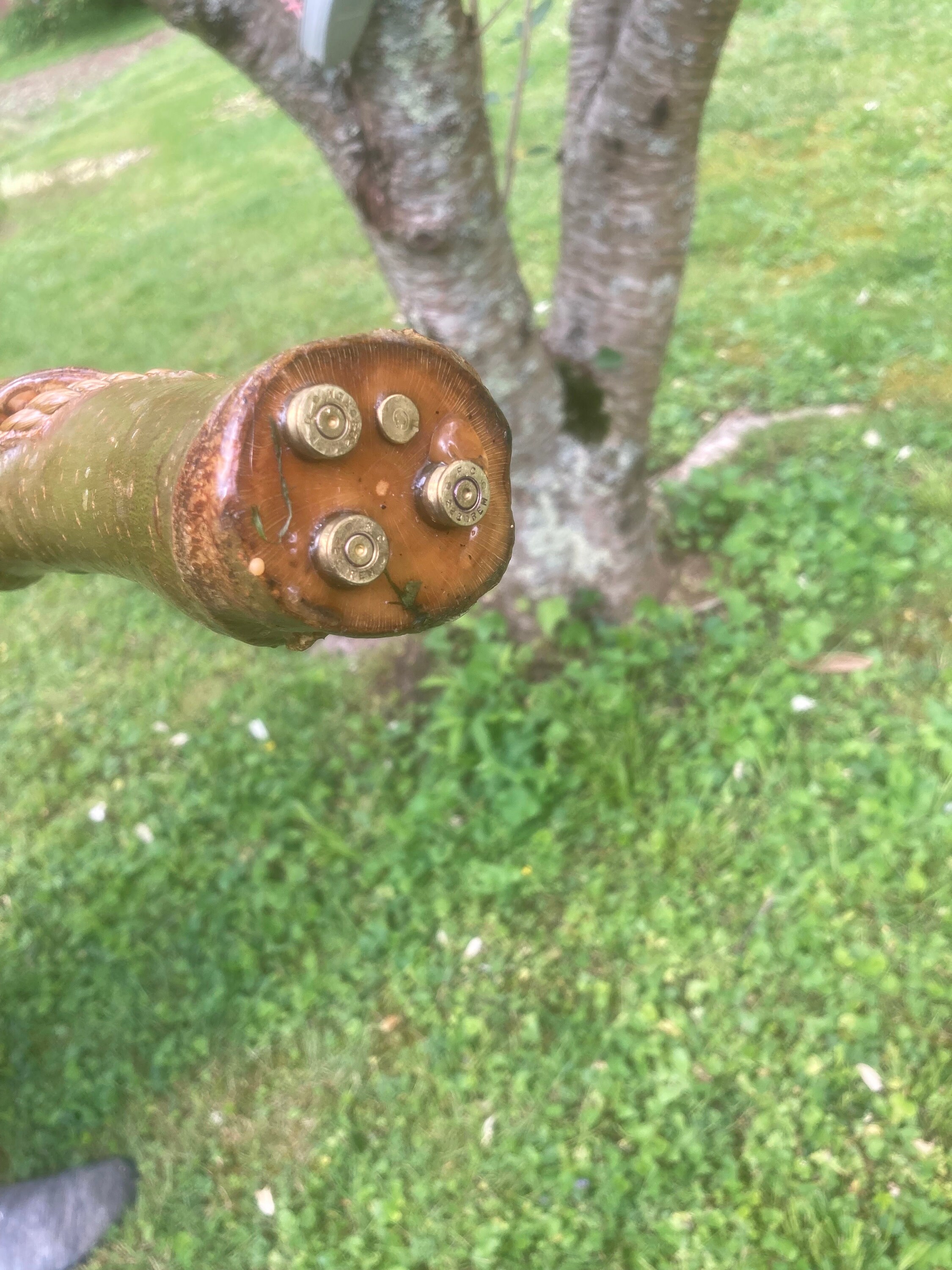 Handmade Walking Stick Etsy