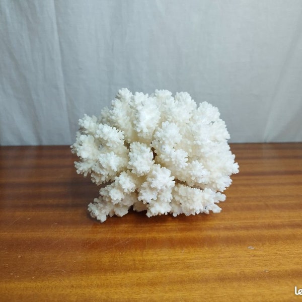 Ancienne branche de corail chou fleur blanc des années 70  cabinet de curiosités bohème chic folk décor marin mer ocean
