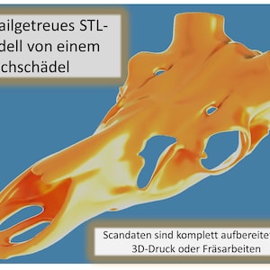 Può includere: Un modello 3D dettagliato di un cranio di cervo, reso in un colore arancione caldo. Il testo "Detailgetreues STL-Modell von einem Hirschschädel" è visibile nell'angolo in alto a sinistra. Il testo "Scandaten sind komplett aufbereitet für 3D-Druck oder Fräsarbeiten" è visibile nell'angolo in basso a destra.
