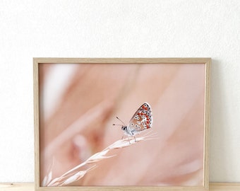Affiche A4 - Photographie Papillon