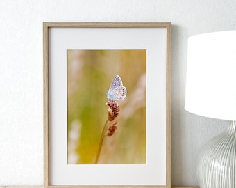 A4-Schmetterlingsfotografie-Poster