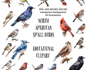 Chirpy Companions: Small North American Birds Clip Art - Adorable Illustrations of Feathered Friends for Nature Lovers and Bird Enthusiasts