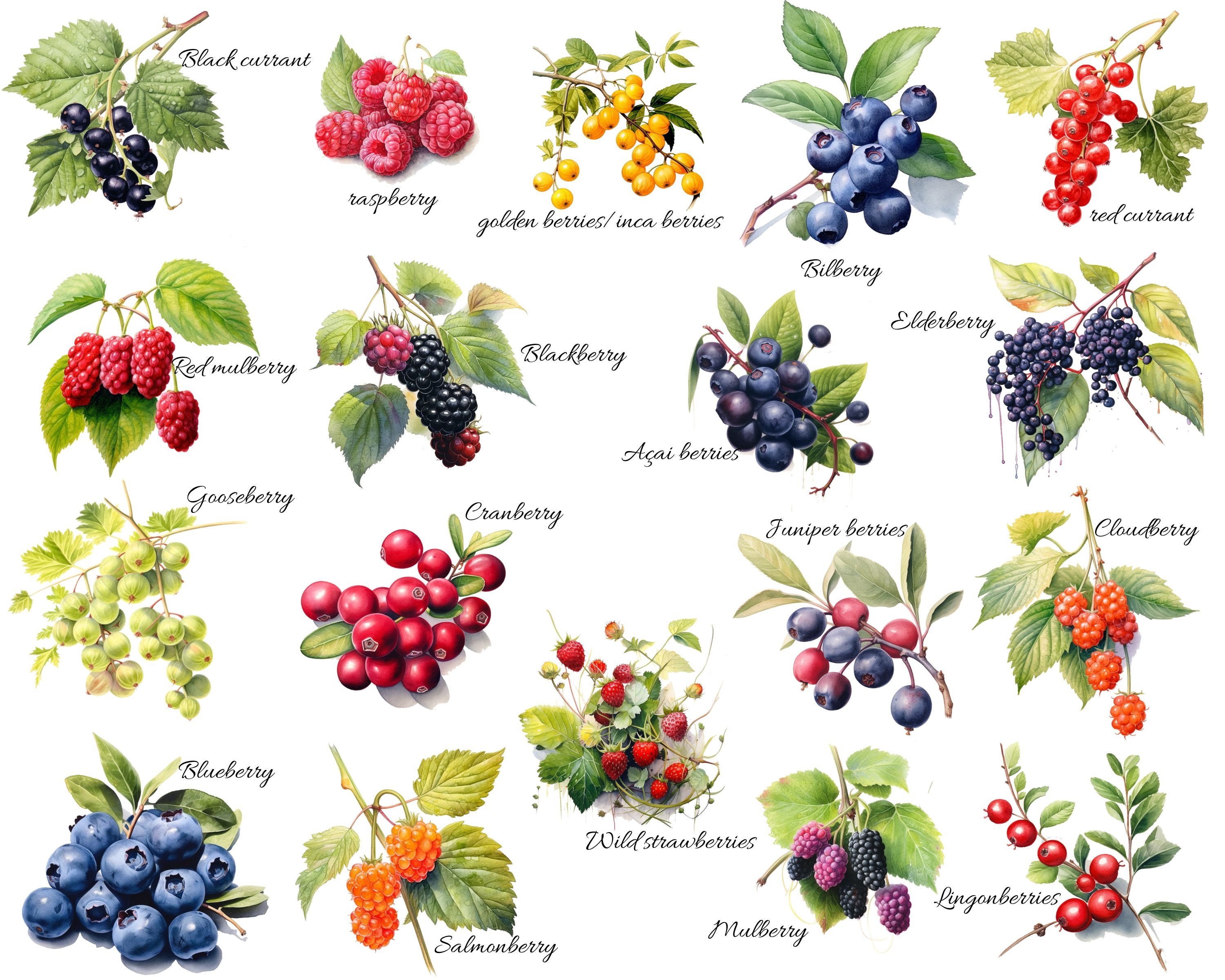 Wild Berries Clip Art Nature-inspired Illustrations for Fresh and ...