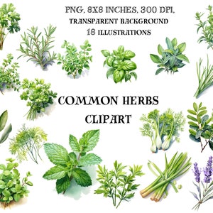 Common Herbs Clip Art - Culinary Botanical Illustrations - Watercolour Kitchen Decor Digital Graphics - Instant Download