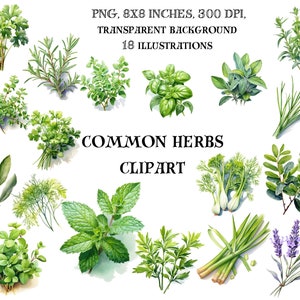 Popularne zioła Clip Art - kulinarne ilustracje botaniczne - akwarelowe dekoracje kuchenne - cyfrowe grafiki - natychmiastowe pobranie
