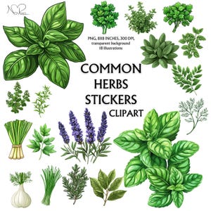 Ilustrações de ervas comuns Clip Art - Adesivos botânicos culinários - Decoração de cozinha em aquarela Gráficos digitais - Download instantâneo