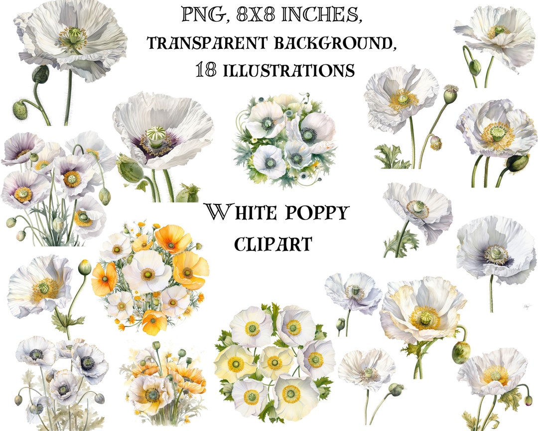 Elegant White and Gold Poppy Clip Art - Stylish Floral Designs, Digital ...