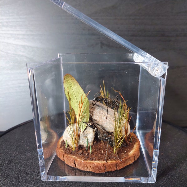 Diorama in display cube, two ants neoponera in nature, for entomological-taxidermy collections, home decor, oddities, curiosities