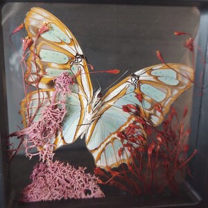 Mini diorama, Victorina stelenes , butterfly in floating frame, for entomological-taxidermy collections, home decor, oddities decor