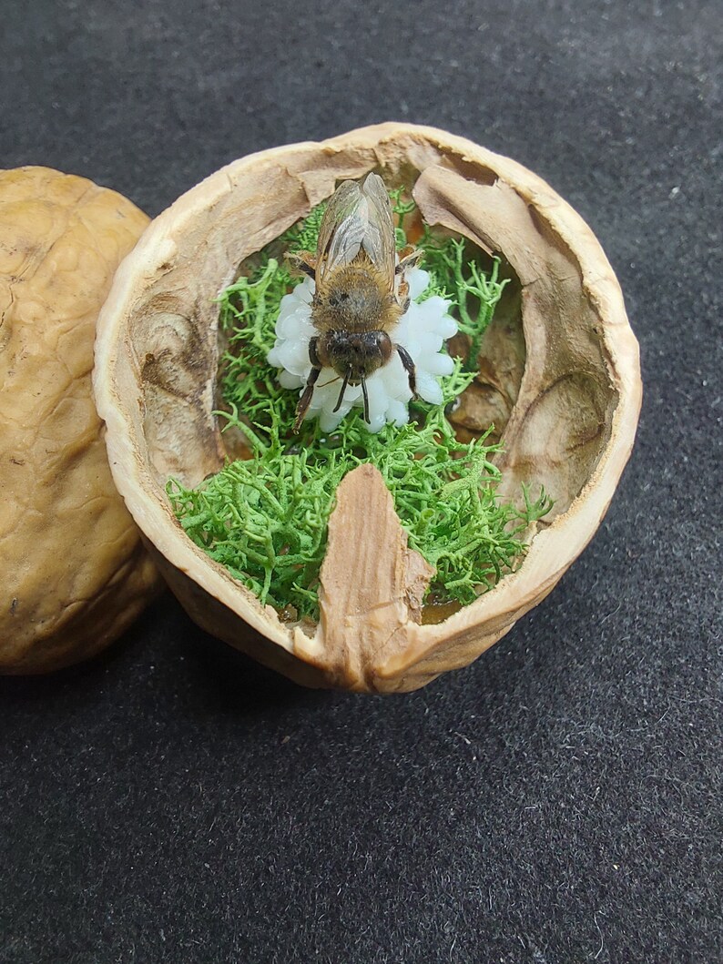 Mini Diorama, Apis Mellifera, Bee on a Flower and Lichen Inside a Half ...