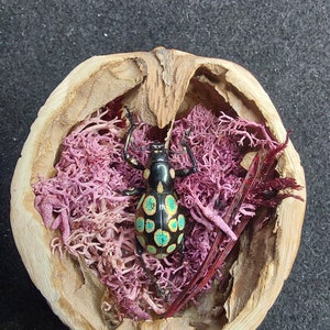 Puede incluir: Un escarabajo negro y amarillo con manchas turquesas descansa dentro de una cáscara de nuez llena de musgo rosa y un tallo de planta roja. La cáscara se encuentra sobre un fondo gris oscuro, creando una exhibición naturalista.