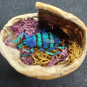 Mini diorama, Eupholus schoenherri, weevil beetle on lichens in half walnut shell for entomological-taxidermy collections, home decor