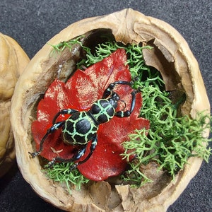 Puede incluir: Primer plano de un diorama decorativo en una cáscara de nuez. El diorama presenta un insecto negro y verde con un diseño, descansando sobre una hoja roja y rodeado de musgo verde. La cáscara es de color marrón claro.