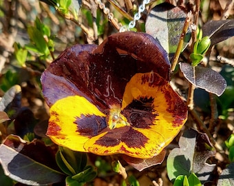 Collana con ciondolo in vero fiore di viola