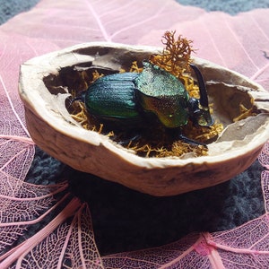 Puede incluir: Un escarabajo verde iridiscente descansa dentro de una cáscara de nuez, sobre un lecho de musgo seco. La cáscara se encuentra sobre una superficie adornada con delicadas hojas rosadas y veteadas, creando una exhibición naturalista. El caparazón del escarabajo refleja la luz, mostrando tonos verdes y dorados.