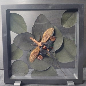 Op de afbeelding: Een ingelijste insectenpresentatie met een bewaard gebleven insect met bruine en zwarte vleugels, een stekelig lichaam en grote, bolvormige structuren. Het insect rust op donkergroene bladeren in een zwart vierkant frame.