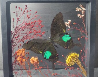 Diorama, Papilio paris paris, butterfly with wildflowers in floating frame for entomological-taxidermy collections, home decor