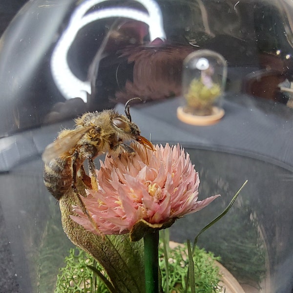 Mini Diorama, Apis mellifera, real bee on wildflower in a glass dome, for entomological-taxidermy collections, home decor, oddities
