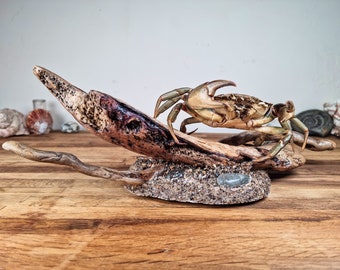 Preserved Real Shore Crab on Driftwood, Ethical Taxidermy Display