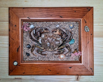 Framed European Shore Crab - Ethical Crustacean Taxidermy Display