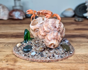 Présentoir de spécimens miniatures de crabe côtier sur carapace de buccin ; Présentoir côtier de taxidermie éthique