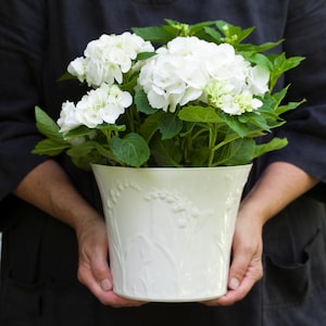 Può includere: Un vaso di ceramica bianca con un motivo floreale, che contiene una pianta di ortensia bianca con foglie verdi.
