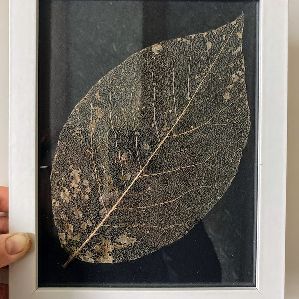 Skeleton leaf art on black mount in white frame