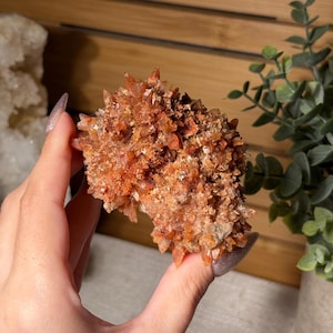 May include: A cluster of orange-red aragonite crystals. The crystals have a spiky, radiating structure, with a mix of lighter and darker shades. The mineral specimen is held against a blurred background of wood and greenery.
