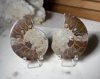 Ammonite Fossil Pair from Madagascar Ammonite Fossil Specimen Ammonite Crystal Shell Cephalopods Millions of Years Old Fossil for Cool Gift