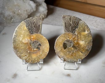 Ammonite Fossil Pair from Madagascar Ammonite Fossil Specimen Ammonite Crystal Shell Cephalopods Millions of Years Old Fossil for Cool Gift