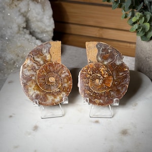 May include: Two halves of a polished ammonite fossil, showcasing intricate spiral patterns in shades of brown and tan. The fossil is displayed on clear acrylic stands, highlighting the natural beauty of the ancient marine creature.